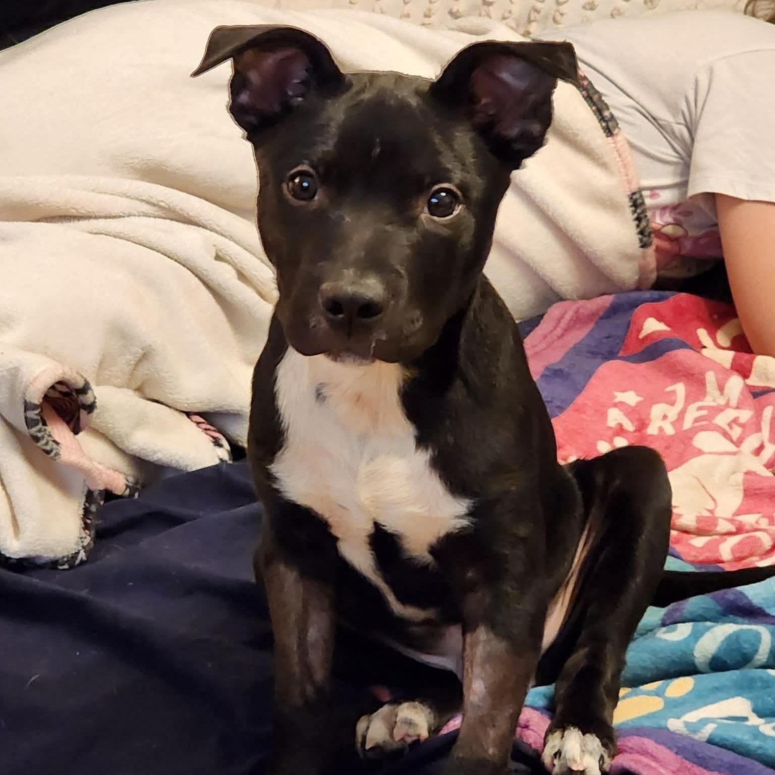 Enlarge ONYX, a Adoptable American Staffordshire Terrier in East Flat Rock, NC image 2/3