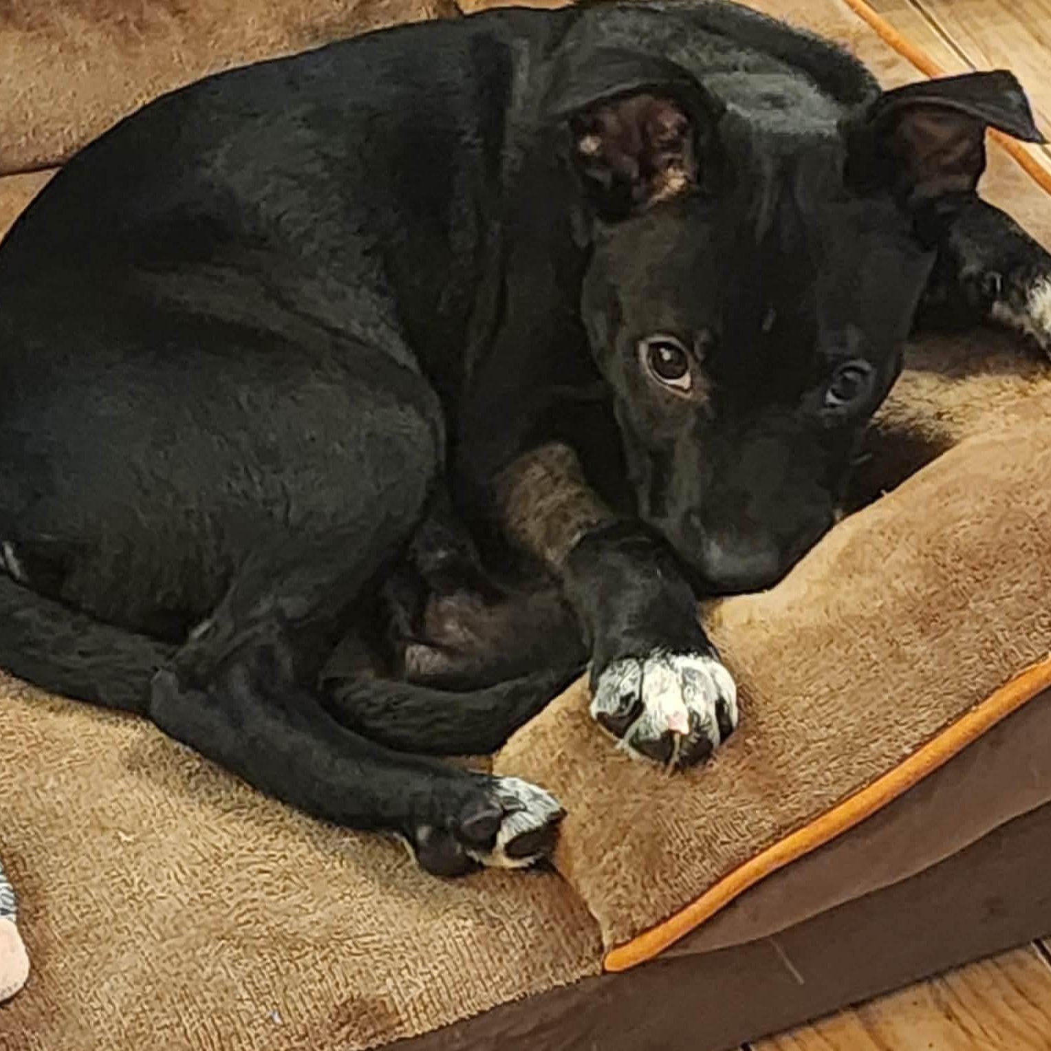 Enlarge ONYX, a Adoptable American Staffordshire Terrier in East Flat Rock, NC image 3/3