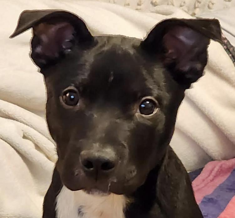 ONYX, Adoptable, Puppy Male American Staffordshire Terrier.
