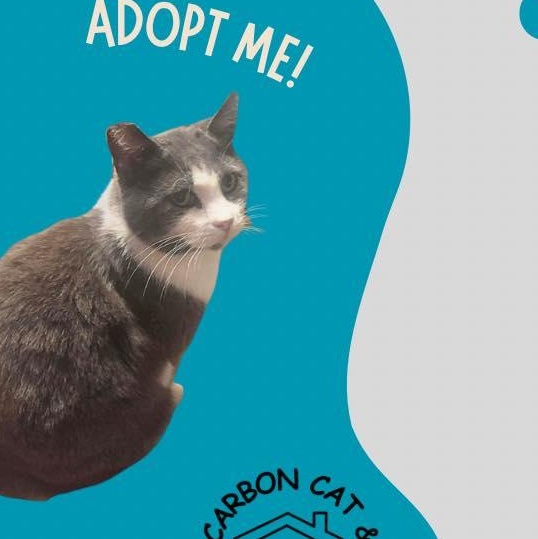 Mr. Pickles, a Adoptable Domestic Short Hair in Price, UT image 1/4