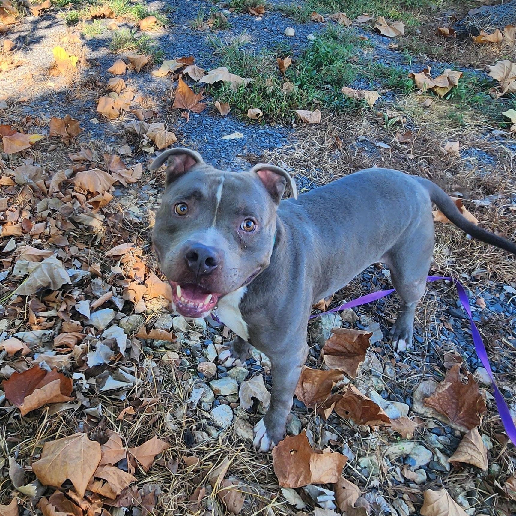 Enlarge BLUEY, a Adoptable American Staffordshire Terrier in Chicopee, MA image 1/5