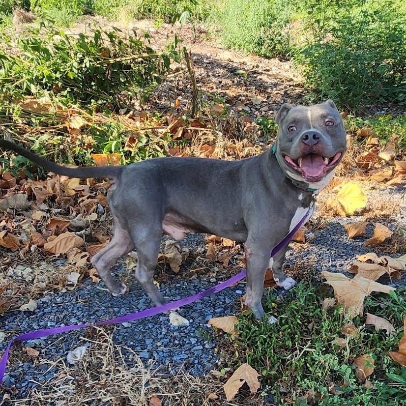 Enlarge BLUEY, a Adoptable American Staffordshire Terrier in Chicopee, MA image 5/5
