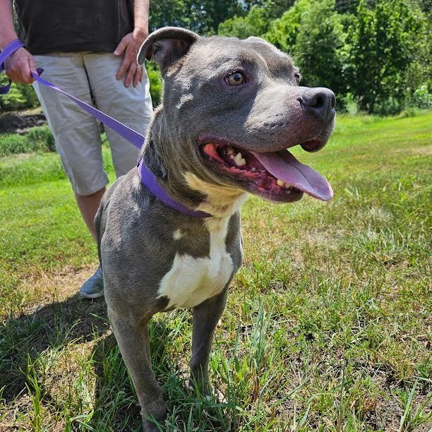 Enlarge BLUEY, a Adoptable American Staffordshire Terrier in Chicopee, MA image 2/5