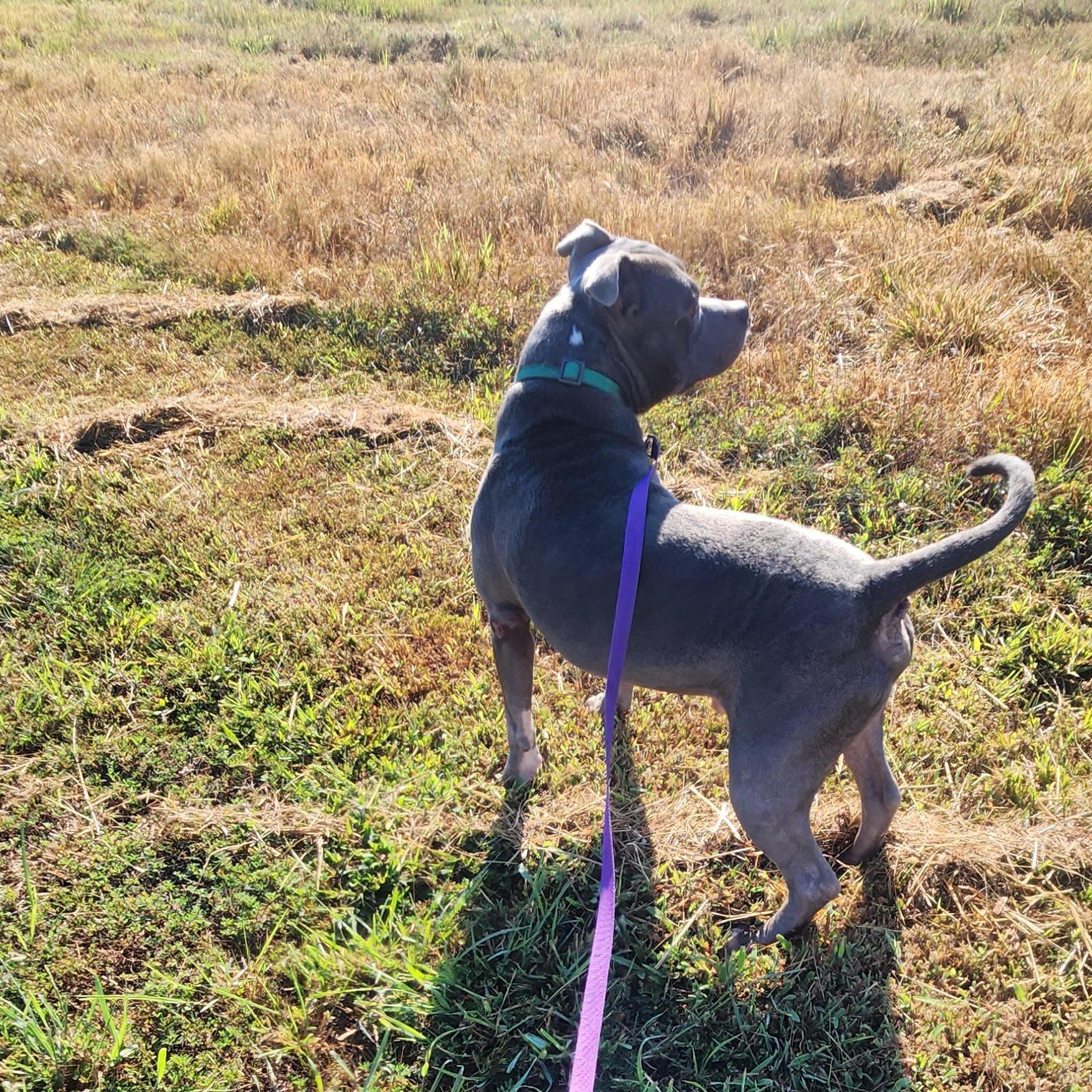 Enlarge BLUEY, a Adoptable American Staffordshire Terrier in Chicopee, MA image 4/5