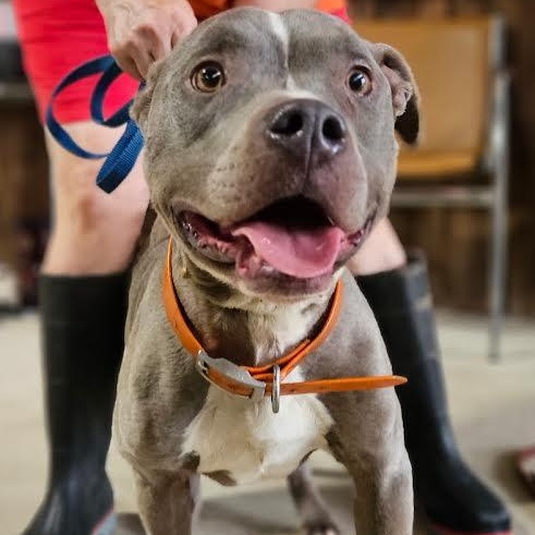 Enlarge BLUEY, a Adoptable American Staffordshire Terrier in Chicopee, MA image 3/5