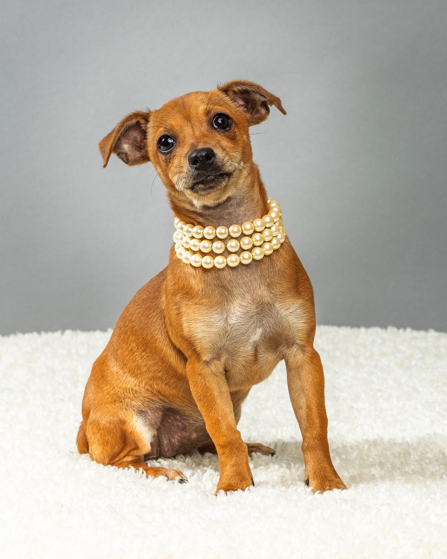 Enlarge Penelope - Puppy - Coming Mid-January, an adopted mixed breed in Plano, TX image 5/6