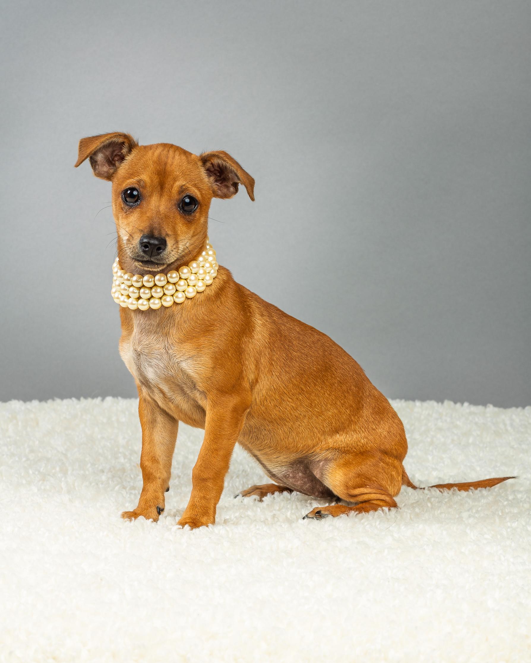 Enlarge Penelope - Puppy - Coming Mid-January, an adopted mixed breed in Plano, TX image 1/6