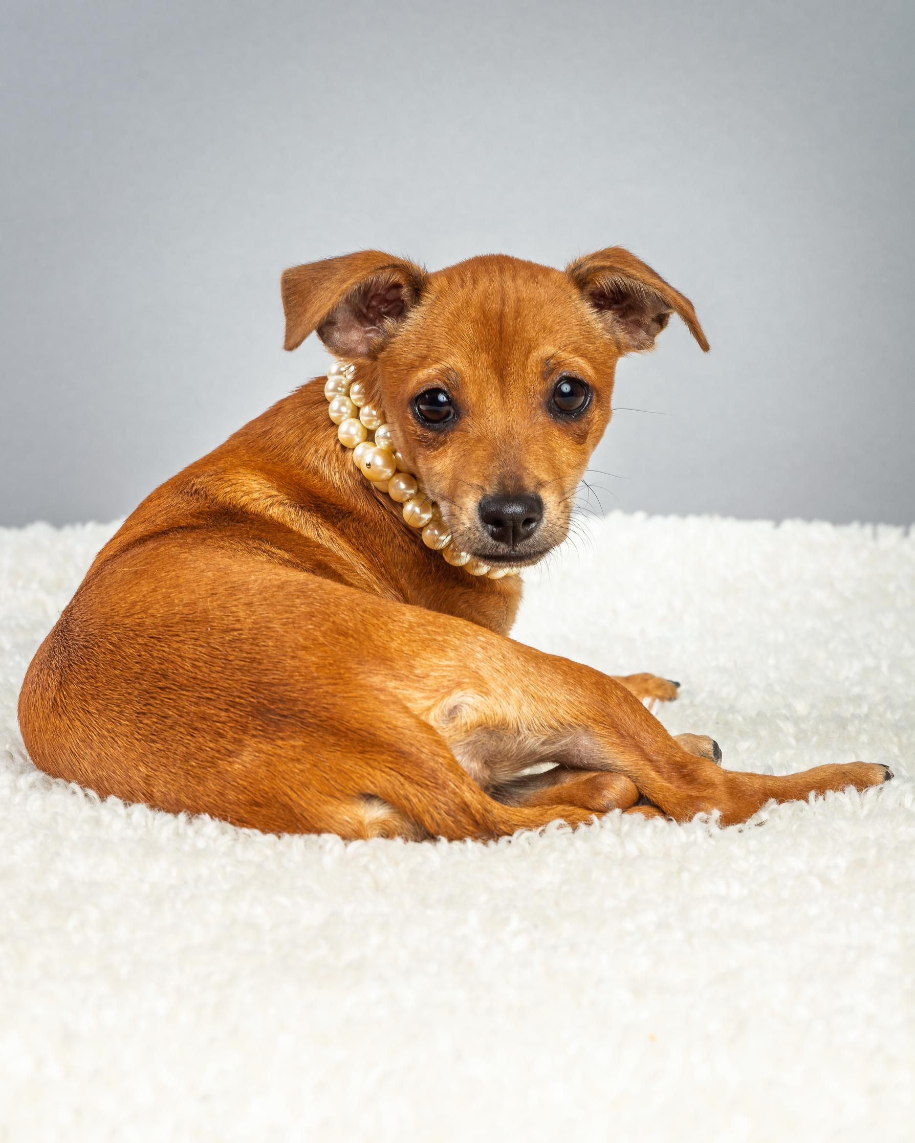 Enlarge Penelope - Puppy - Coming Mid-January, an adopted mixed breed in Plano, TX image 4/6