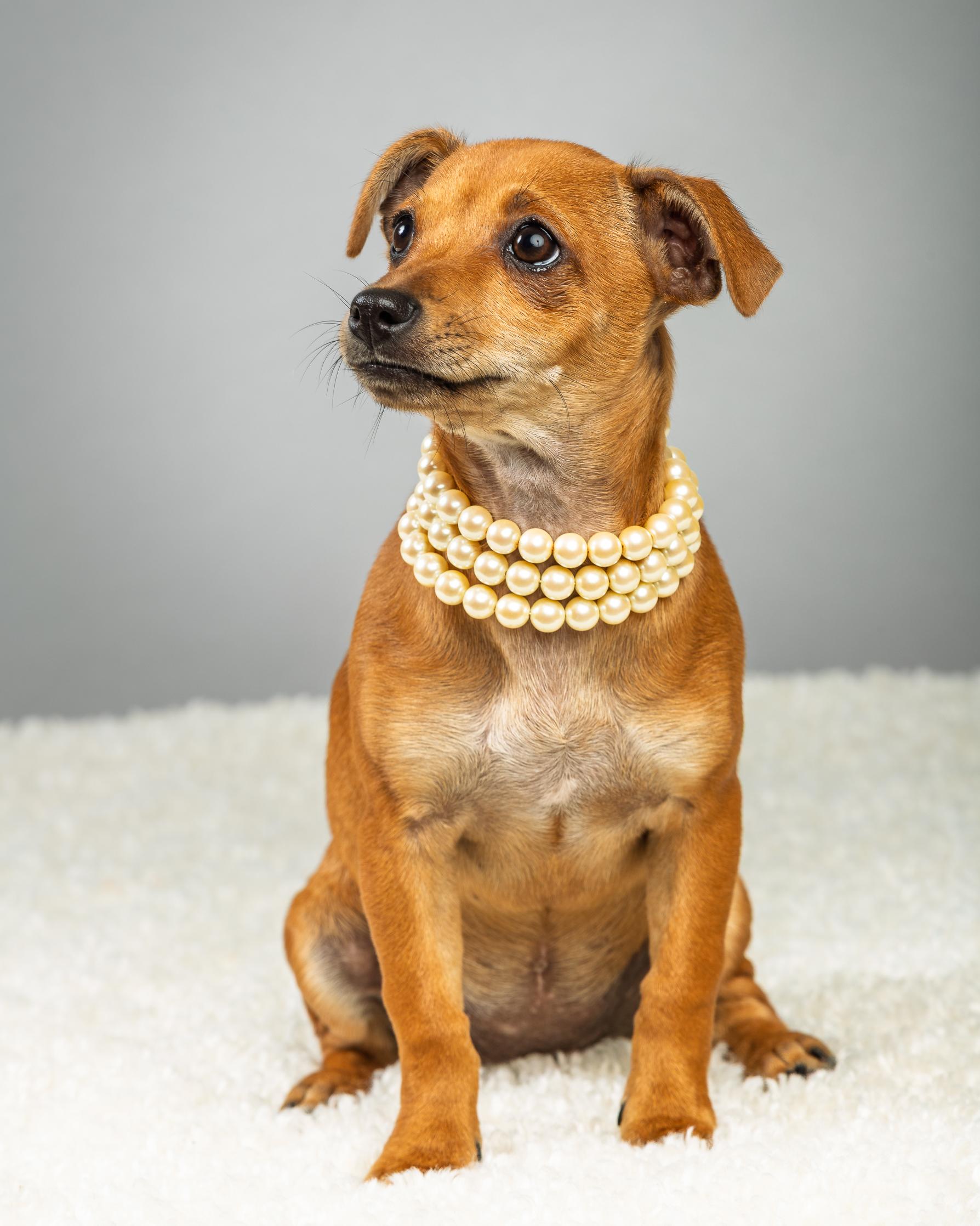 Enlarge Penelope - Puppy - Coming Mid-January, an adopted mixed breed in Plano, TX image 6/6