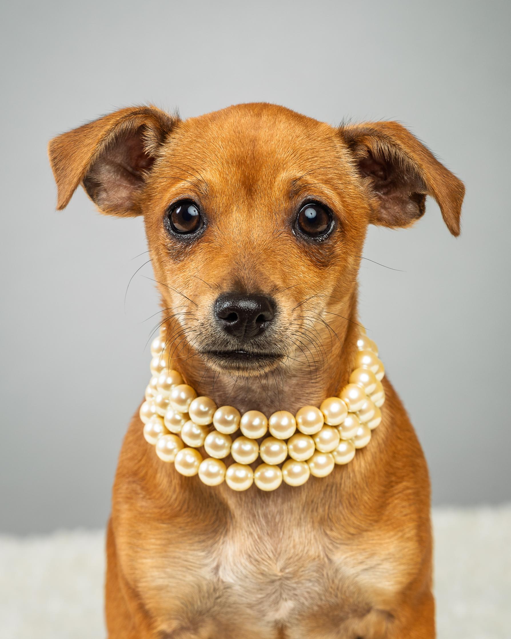 Enlarge Penelope - Puppy - Coming Mid-January, an adopted mixed breed in Plano, TX image 2/6