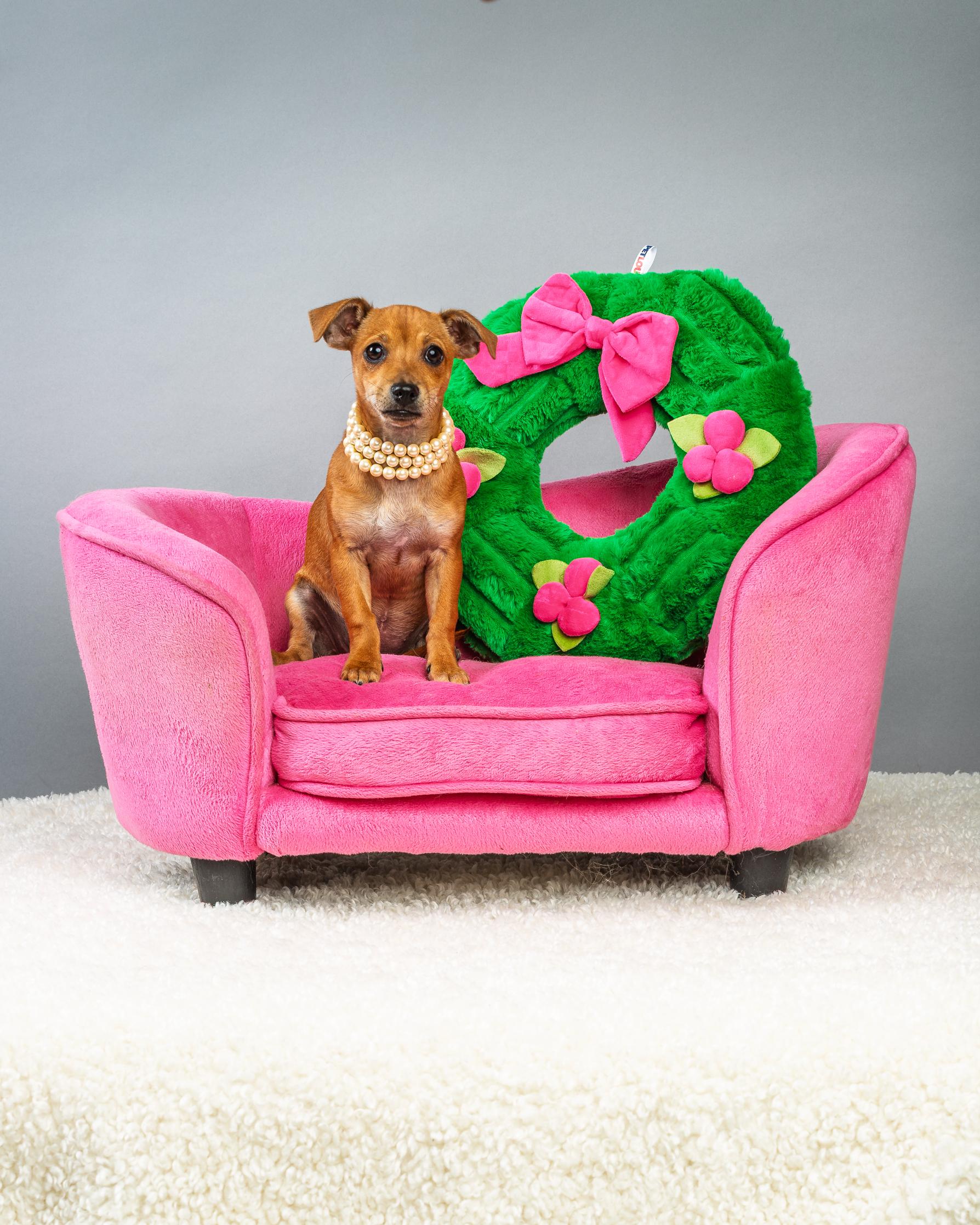 Enlarge Penelope - Puppy - Coming Mid-January, an adopted mixed breed in Plano, TX image 3/6