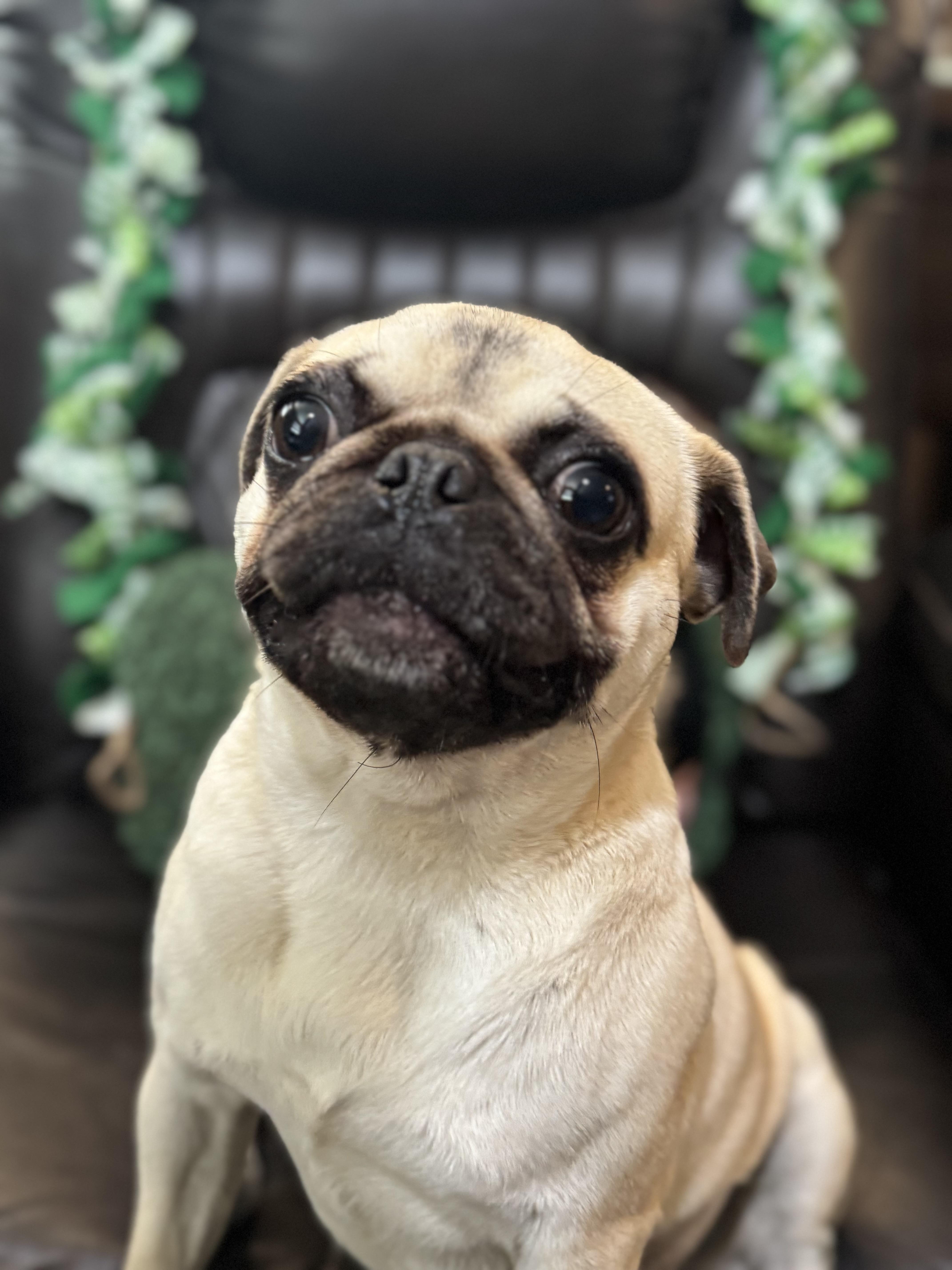 Darla, an adoptable Pug in Alameda, CA image 4/5