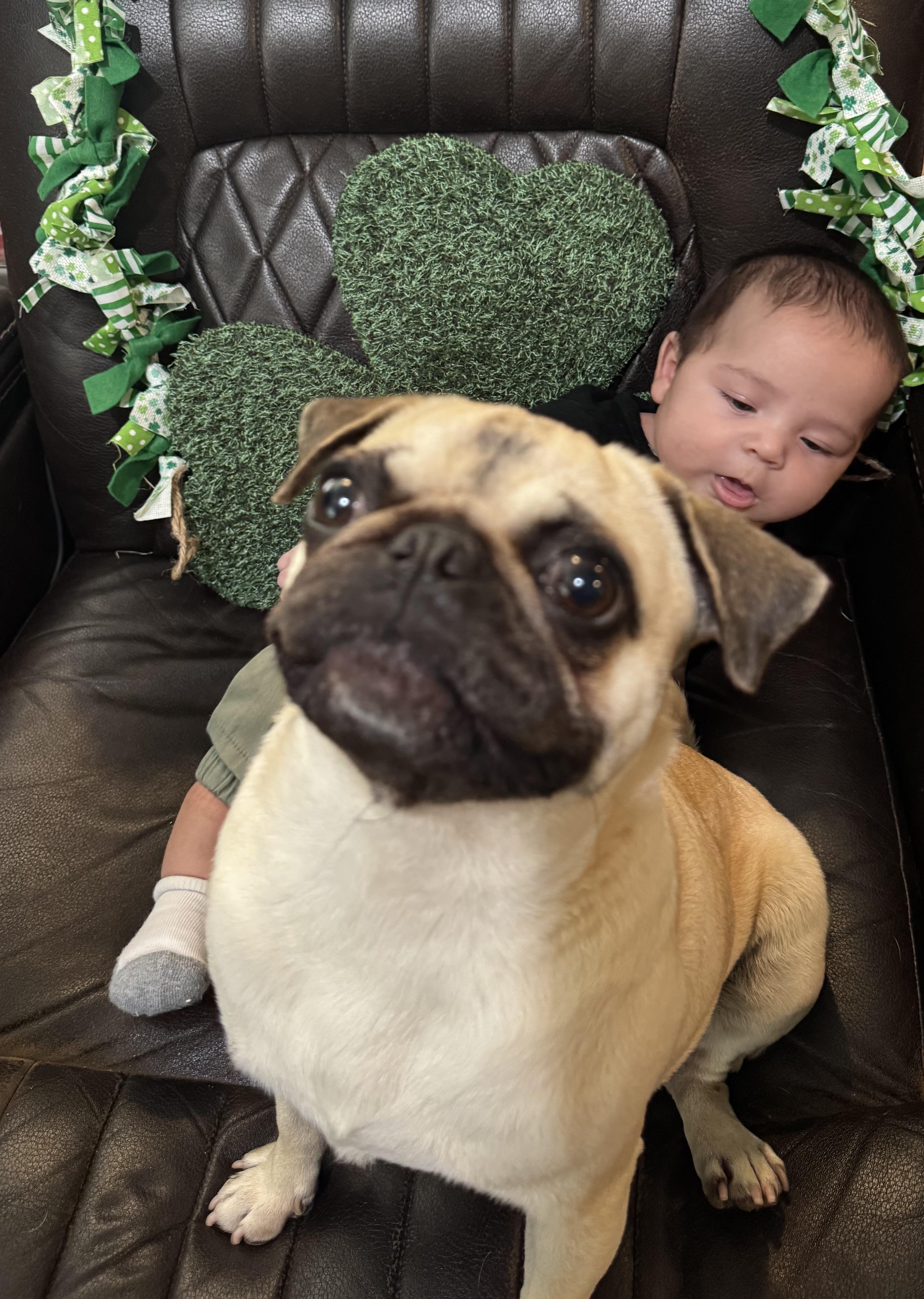 Darla, an adoptable Pug in Alameda, CA image 2/5