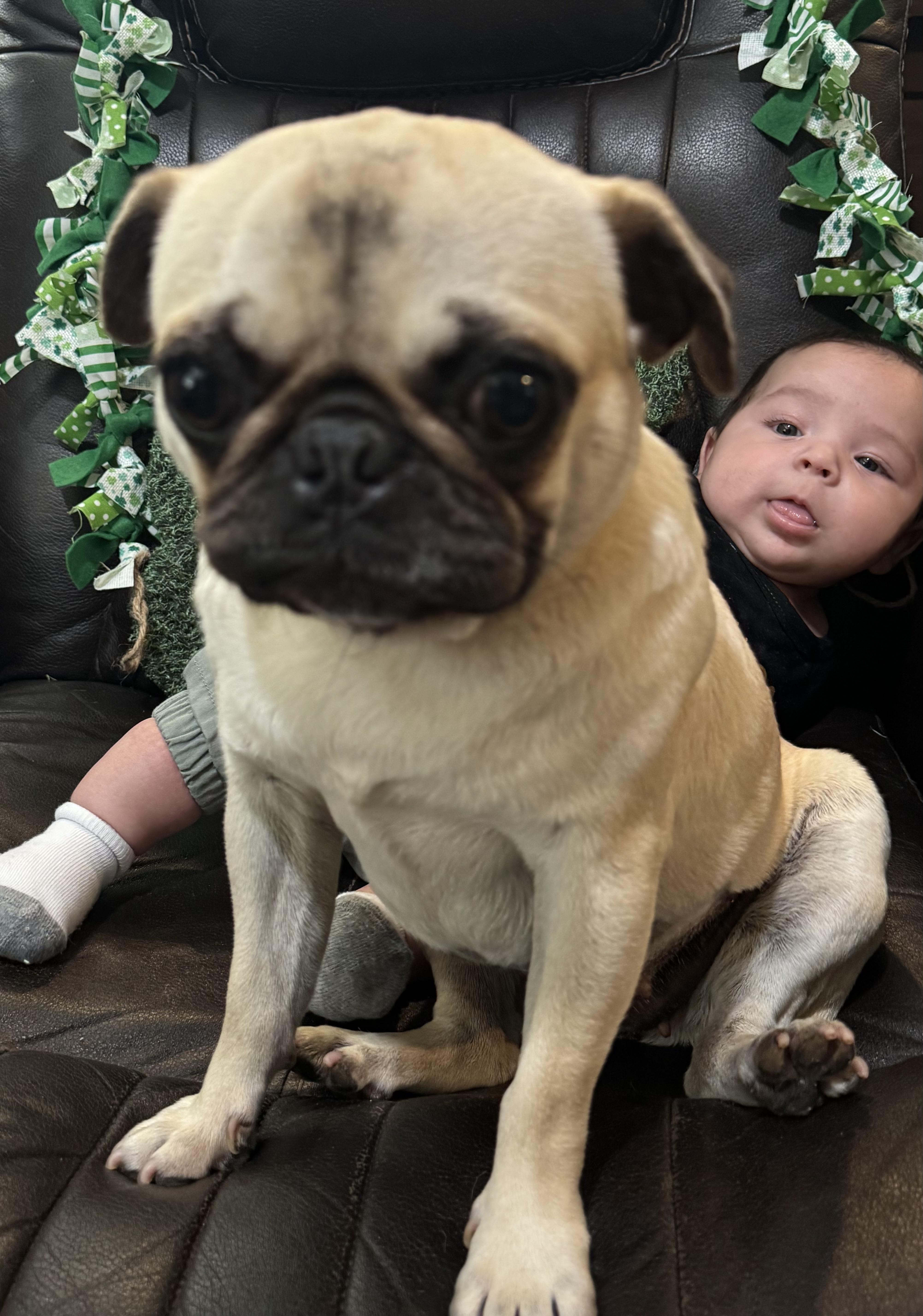 Darla, an adoptable Pug in Alameda, CA image 3/5