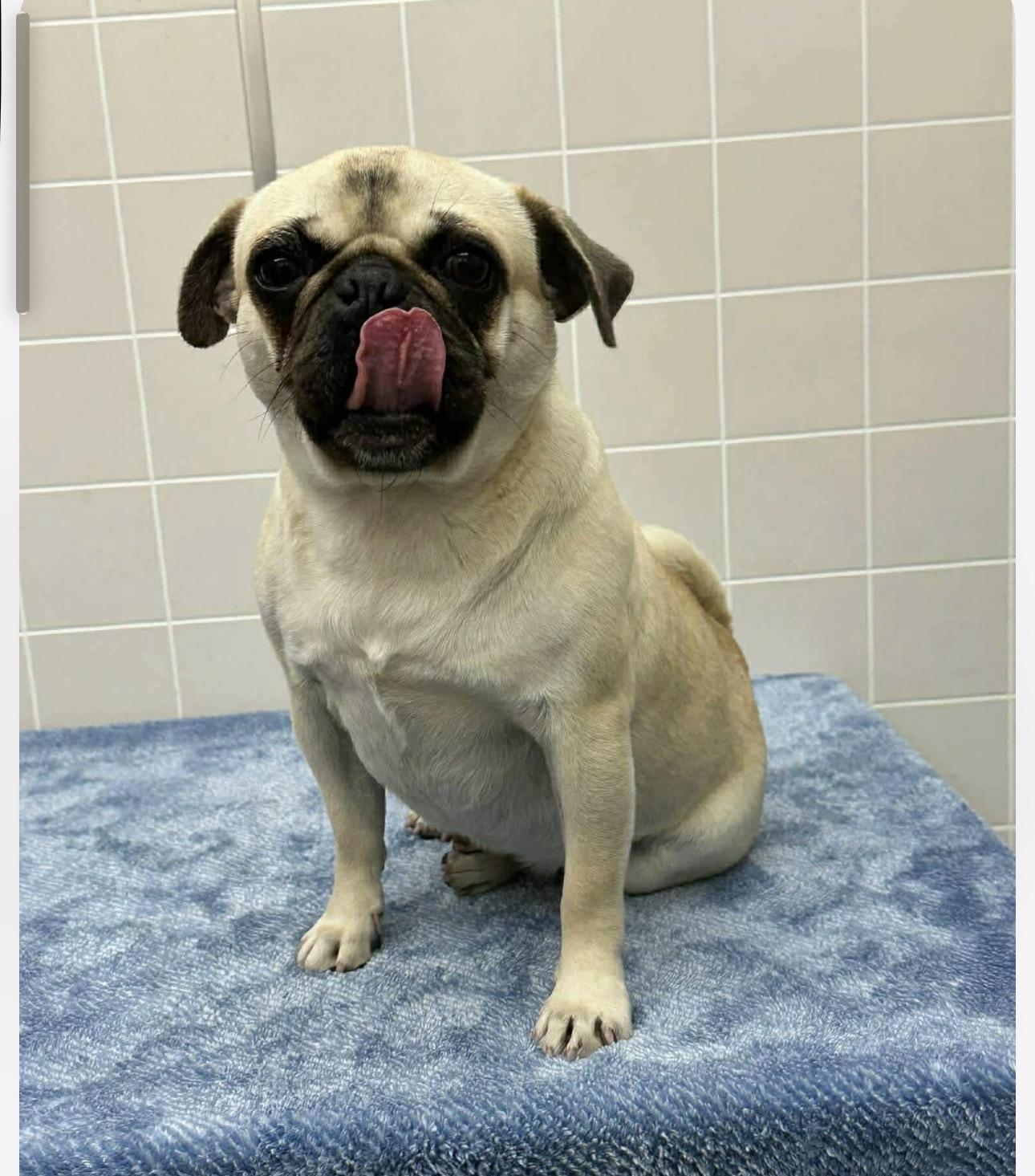 Darla, an adoptable Pug in Alameda, CA image 1/5
