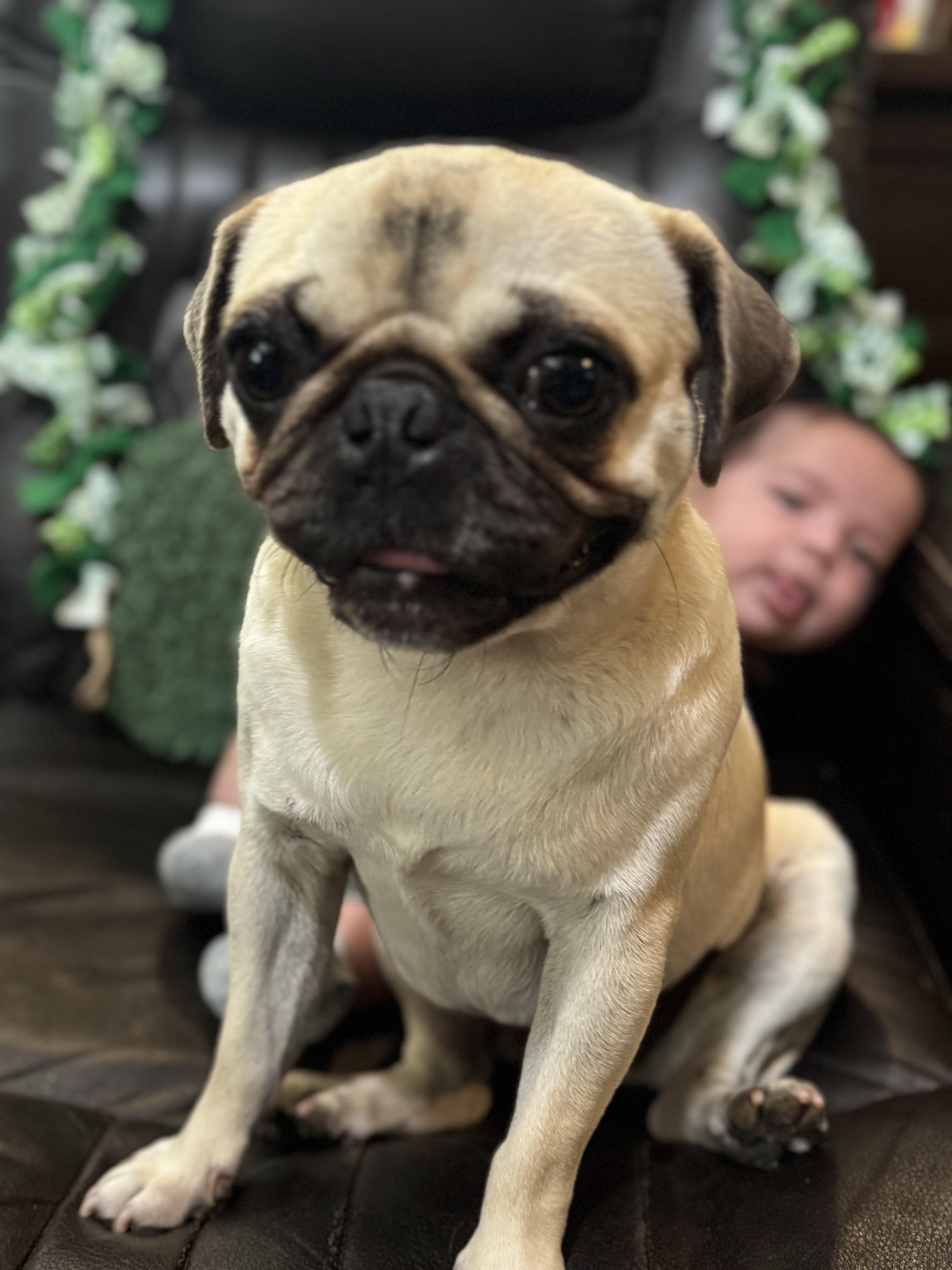 Darla, an adoptable Pug in Alameda, CA image 5/5