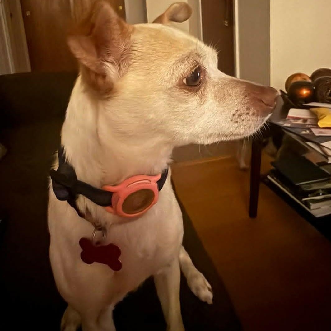 Enlarge TEEKA, a ADOPTABLE mixed breed in Loveland, CO image 3/6