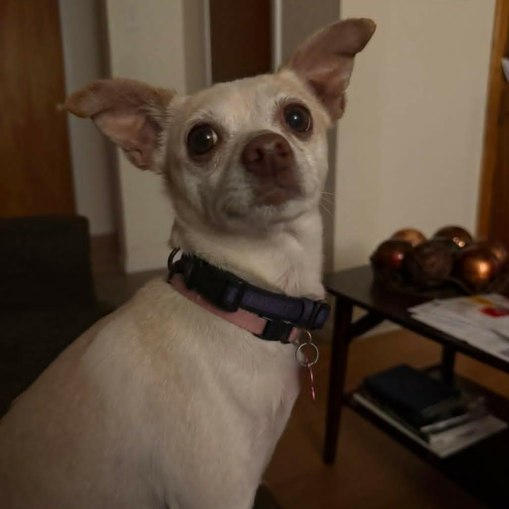 Enlarge TEEKA, a ADOPTABLE mixed breed in Loveland, CO image 2/6