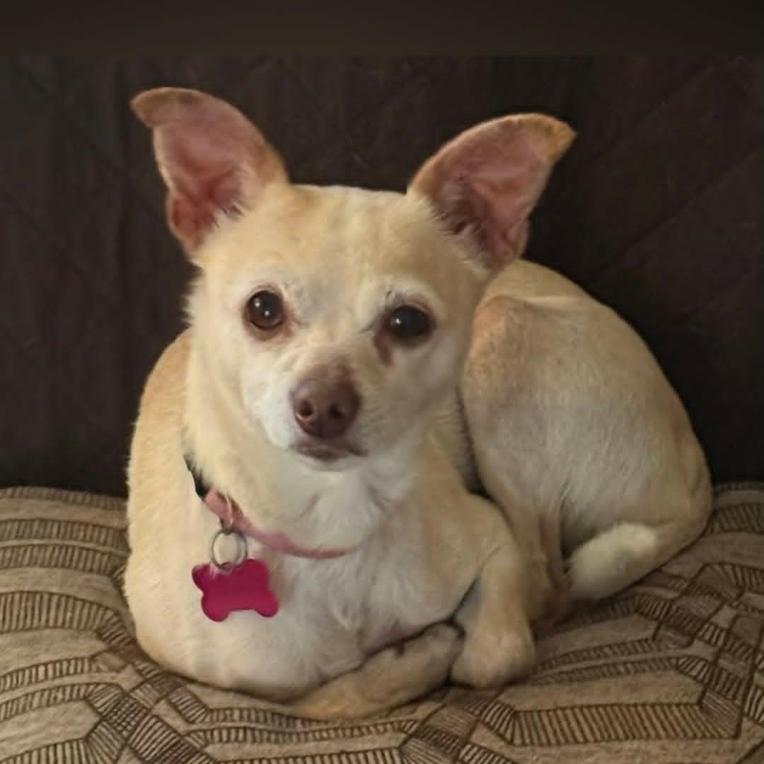TEEKA, ADOPTABLE, Adult Female Chihuahua.