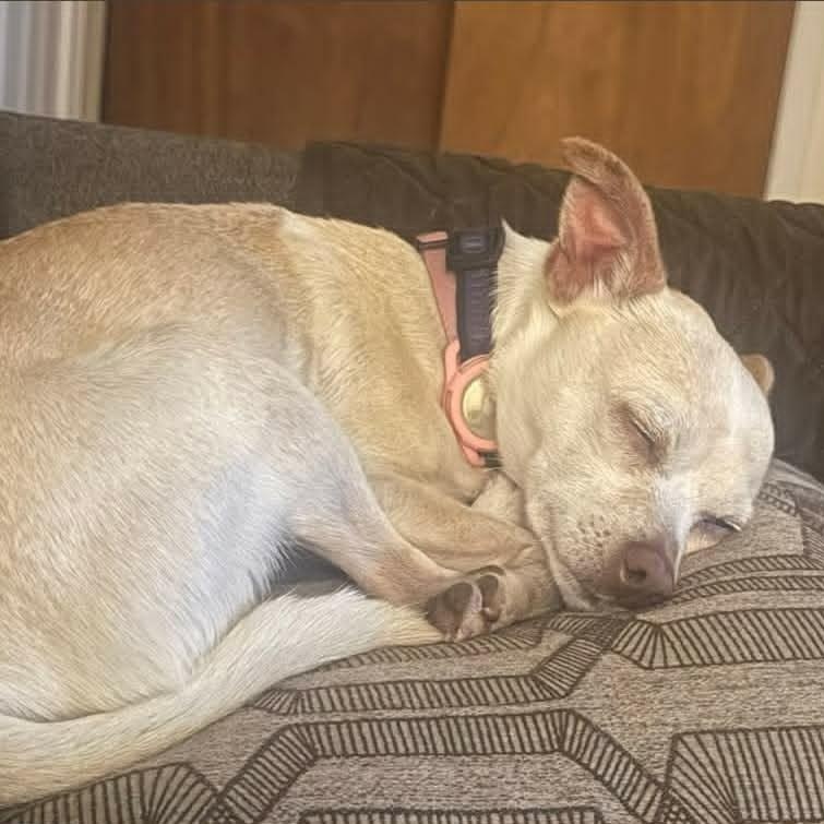 Enlarge TEEKA, a ADOPTABLE mixed breed in Loveland, CO image 4/6