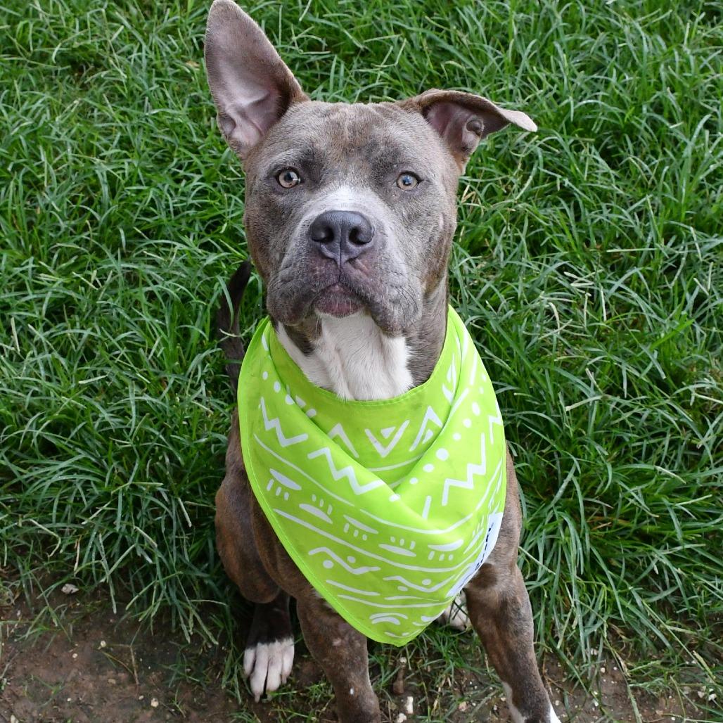 Harvey, Adoptable, Adult Male Pit Bull Terrier.