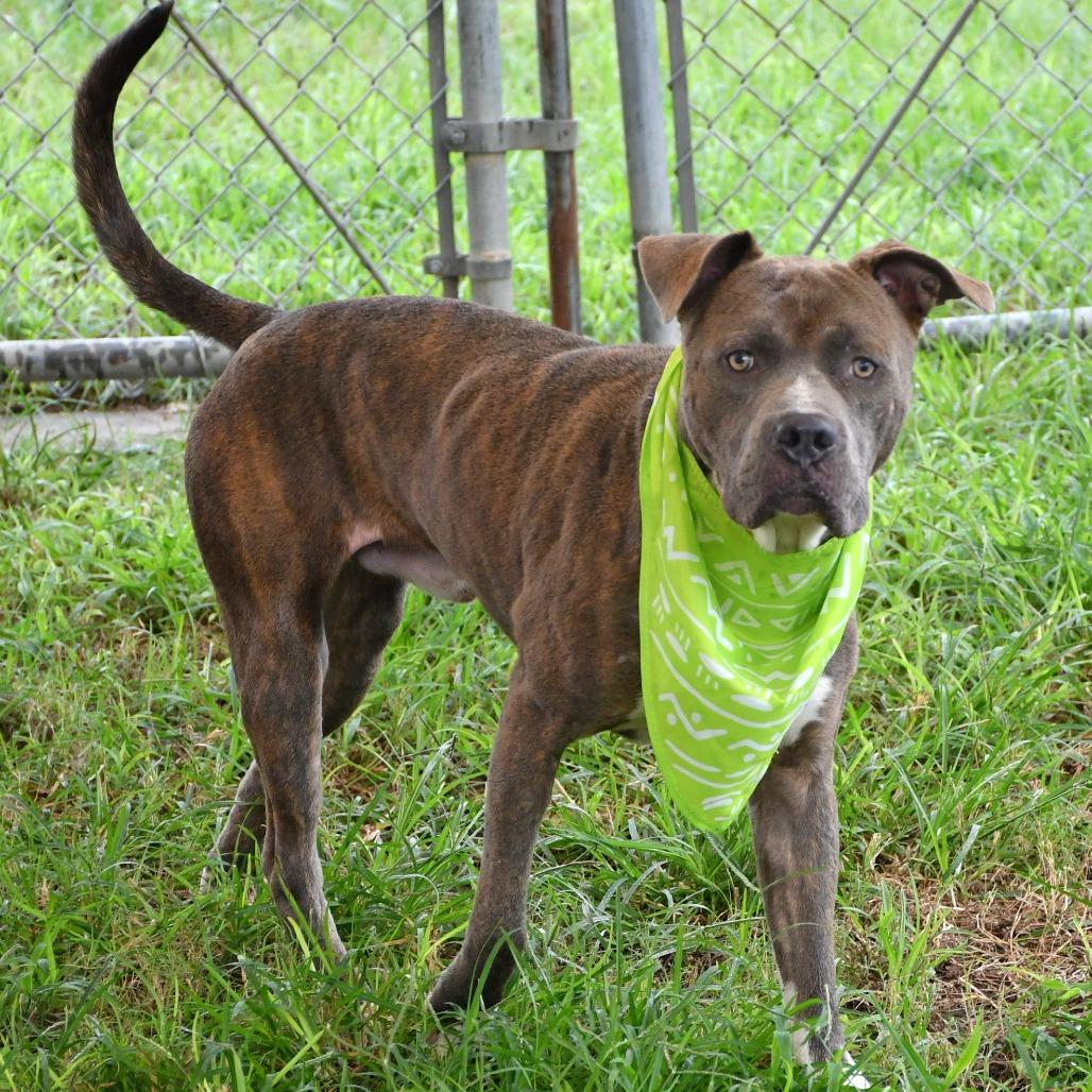 Enlarge Harvey, a Adoptable Pit Bull Terrier in Beaumont, TX image 2/3
