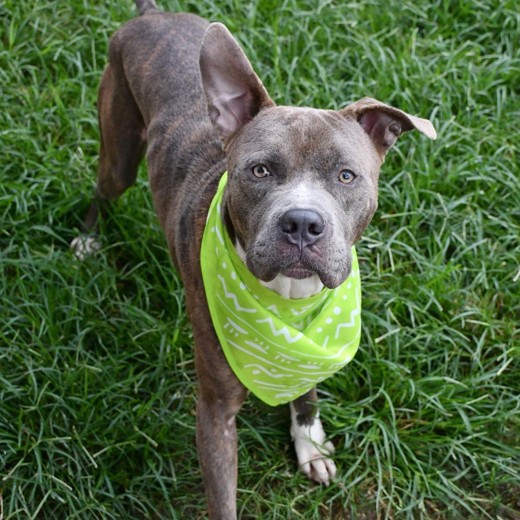 Enlarge Harvey, a Adoptable Pit Bull Terrier in Beaumont, TX image 3/3