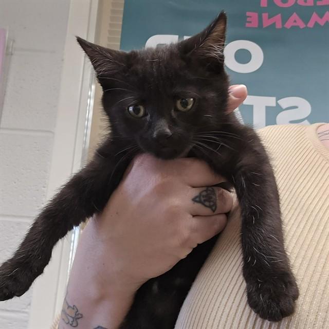 Enlarge JAMES BOND, a Adoptable Domestic Short Hair in Easton, MD image 1/1