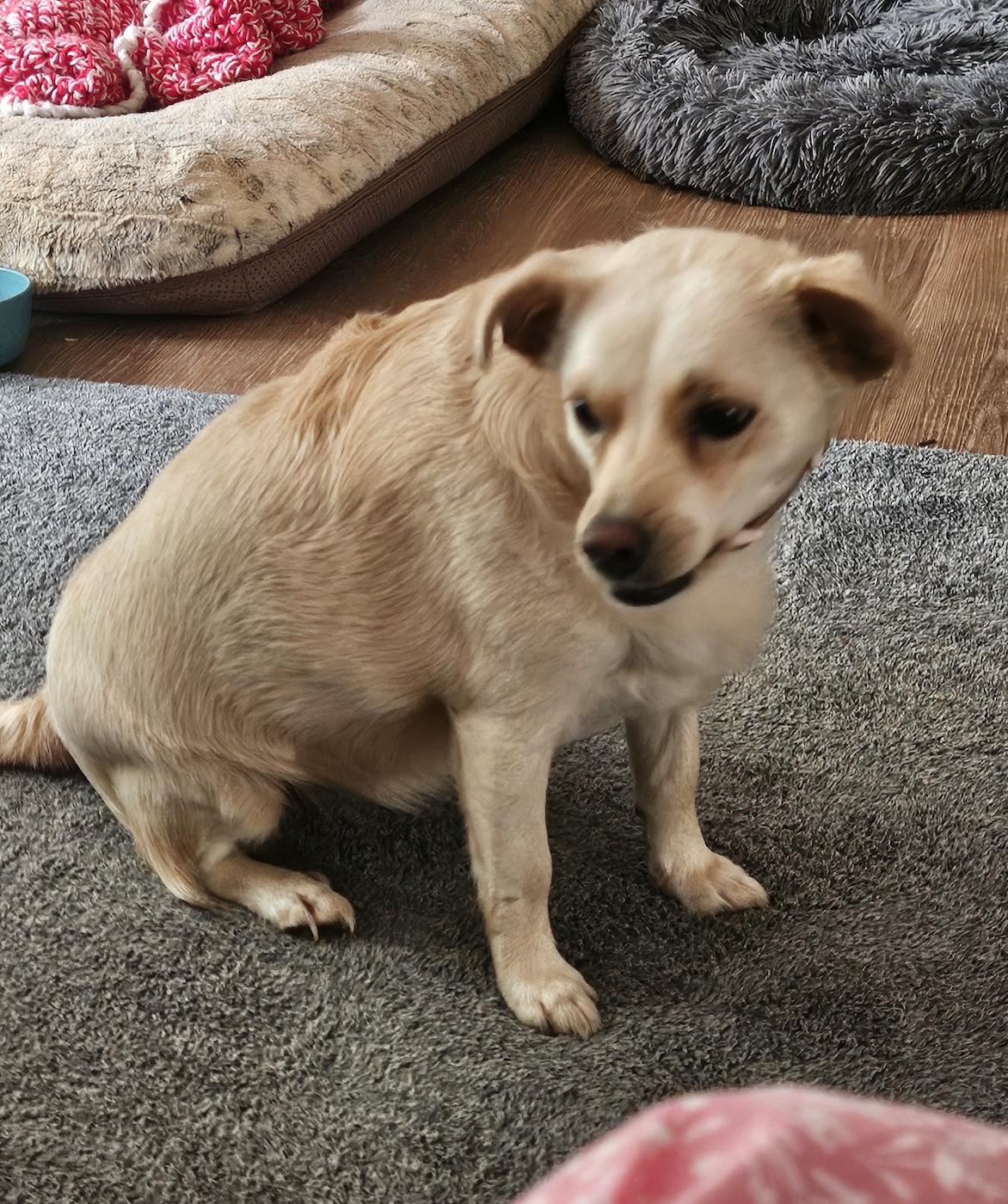 Enlarge Jill, a Adoptable Chihuahua in Bedford, VA image 2/4