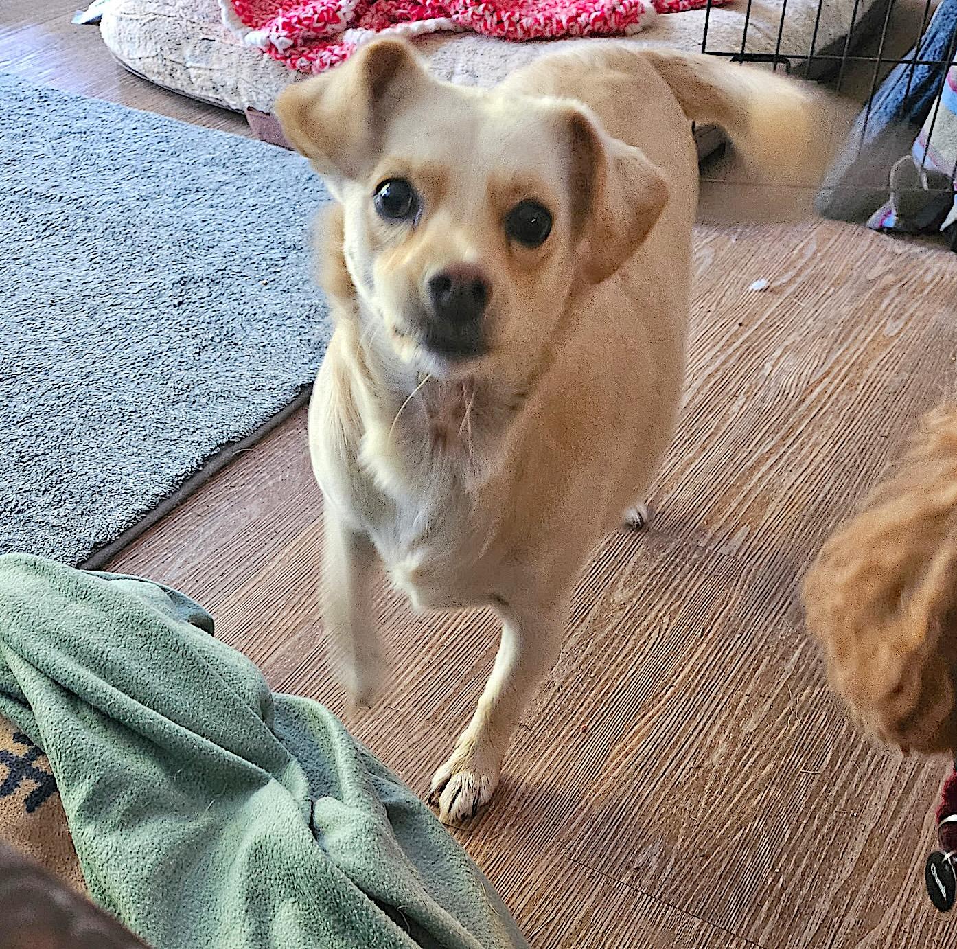 Enlarge Jill, a Adoptable Chihuahua in Bedford, VA image 3/4