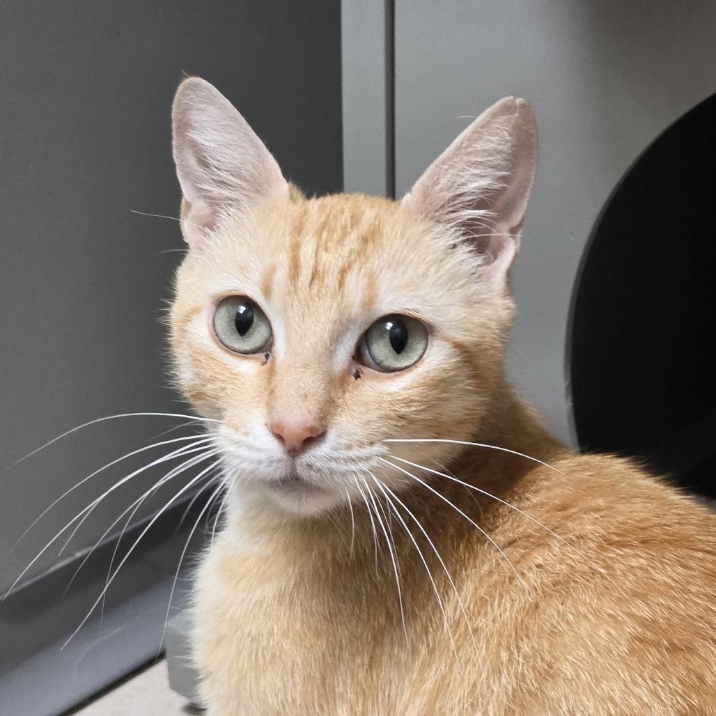 Enlarge Lucy, a Adoptable Domestic Short Hair in Ojai, CA image 1/1