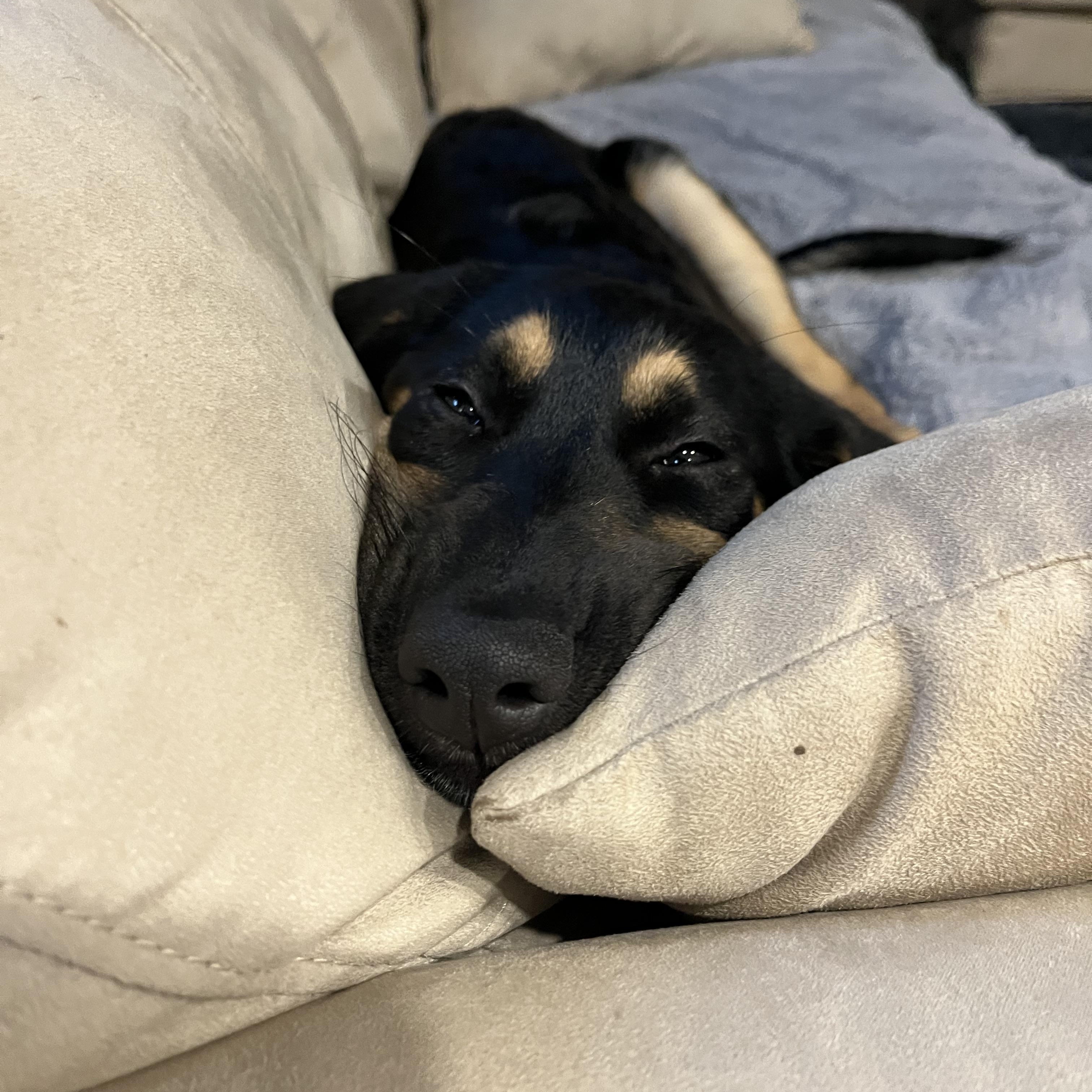 Enlarge Kira, a Adoptable mixed breed in Oshawa, ON image 1/2