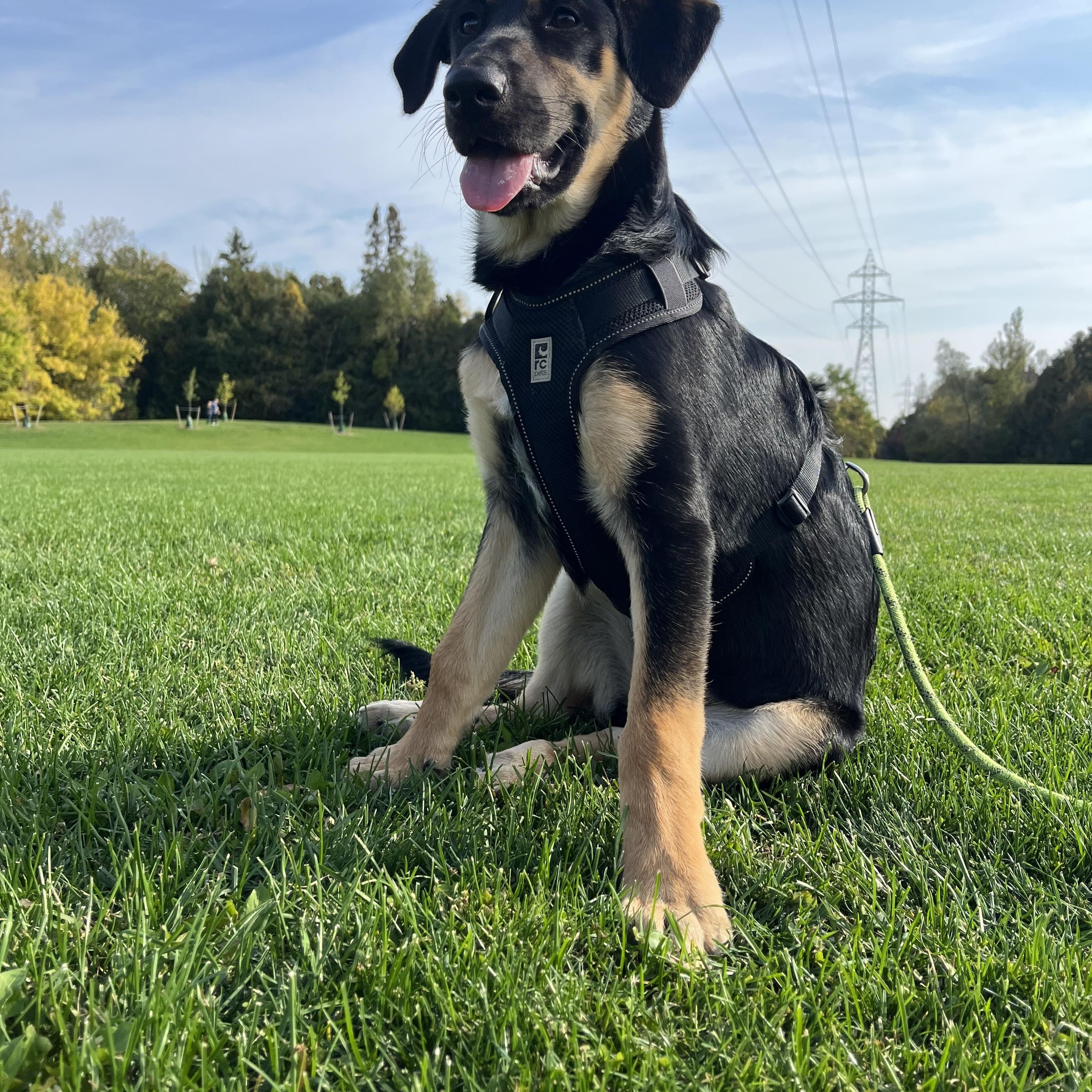 Enlarge Kira, a Adoptable mixed breed in Oshawa, ON image 2/2