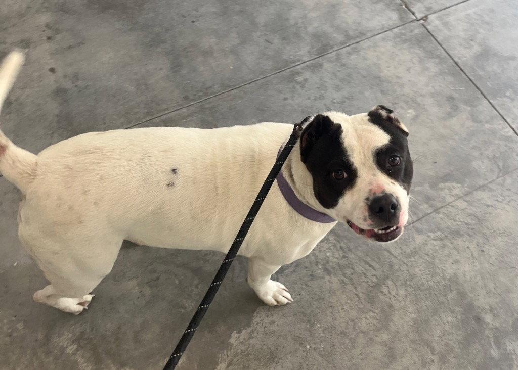 26-174 Twinkie, a Adoptable Pit Bull Terrier in Tarboro, NC image 1/3
