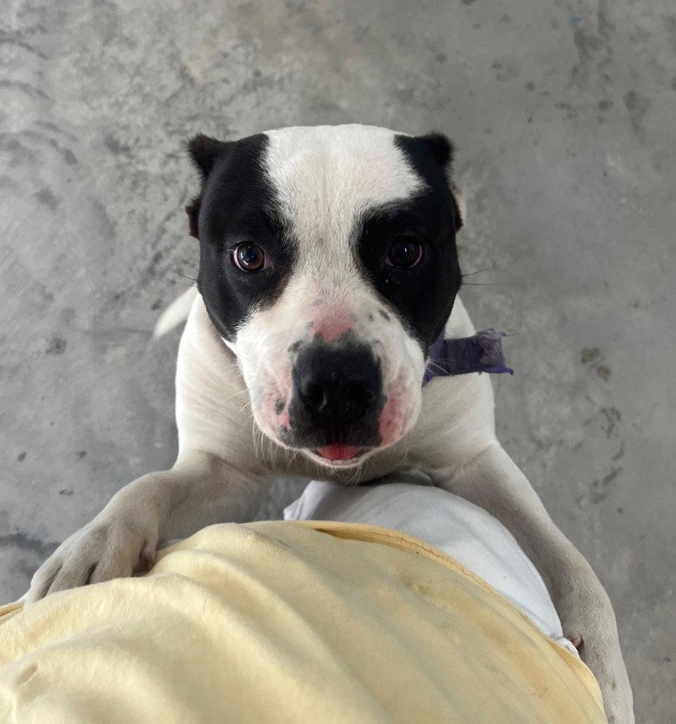 26-174 Twinkie, a Adoptable Pit Bull Terrier in Tarboro, NC image 2/3