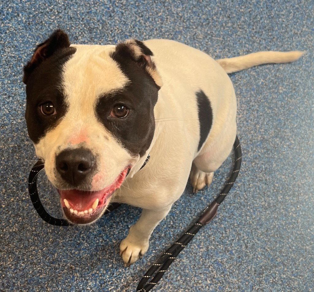 26-174 Twinkie, a Adoptable Pit Bull Terrier in Tarboro, NC image 3/3