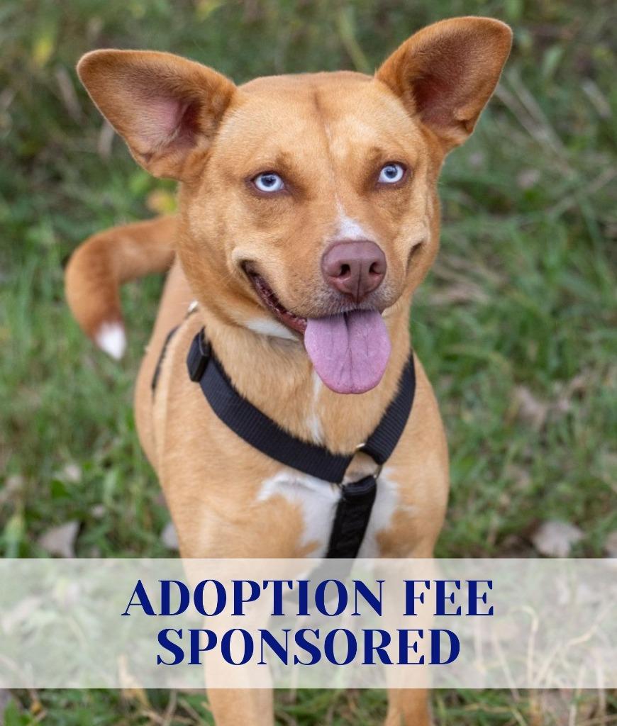 Rubie, Adoptable, Adult Female Husky & Pit Bull Terrier.