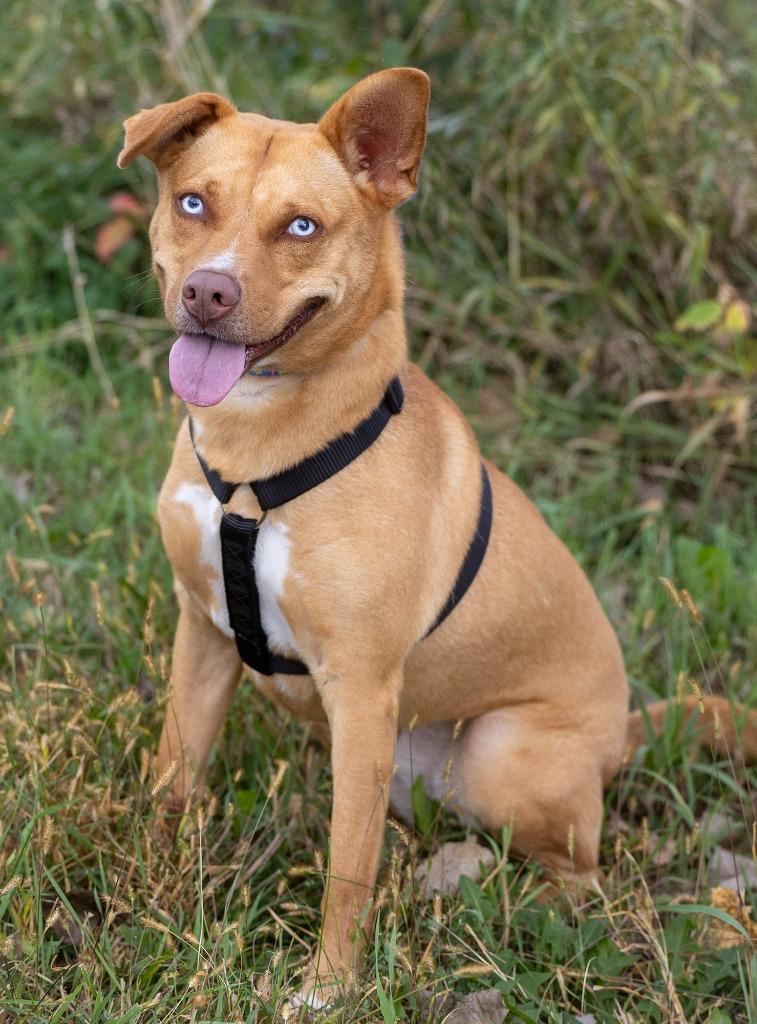 Rubie, a Adoptable mixed breed in Savage, MN image 2/5