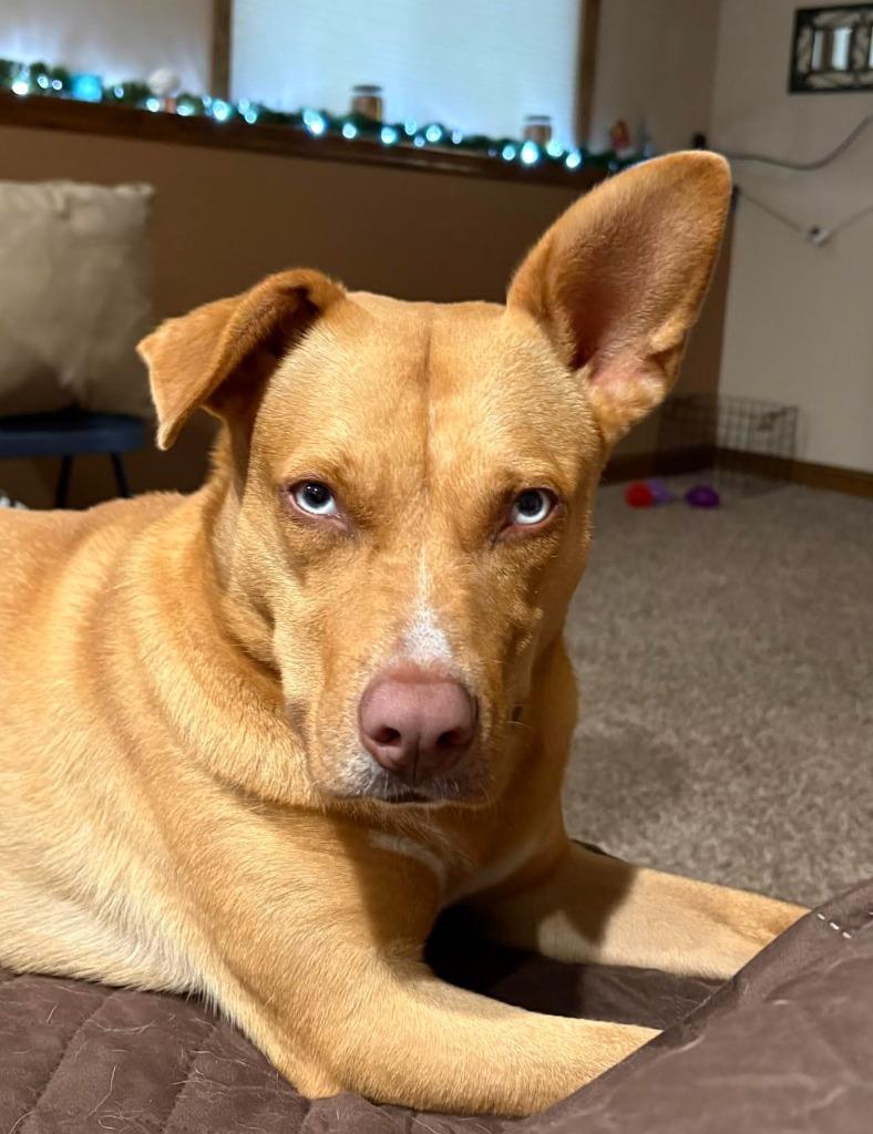 Rubie, a Adoptable mixed breed in Savage, MN image 4/5