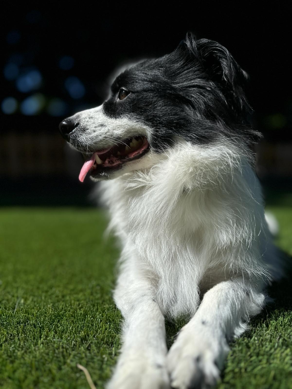 Enlarge Domino, a Adopted mixed breed in Puyallup, WA image 4/6