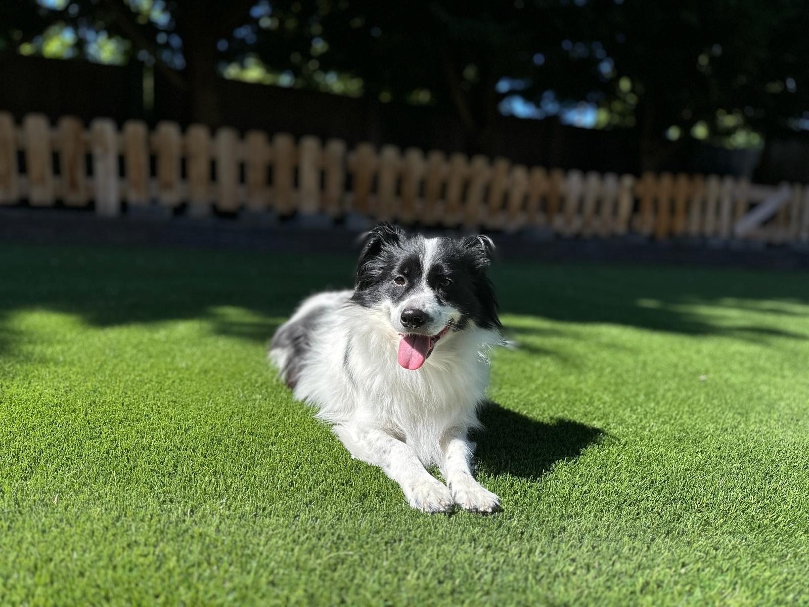 Enlarge Domino, a Adopted mixed breed in Puyallup, WA image 6/6