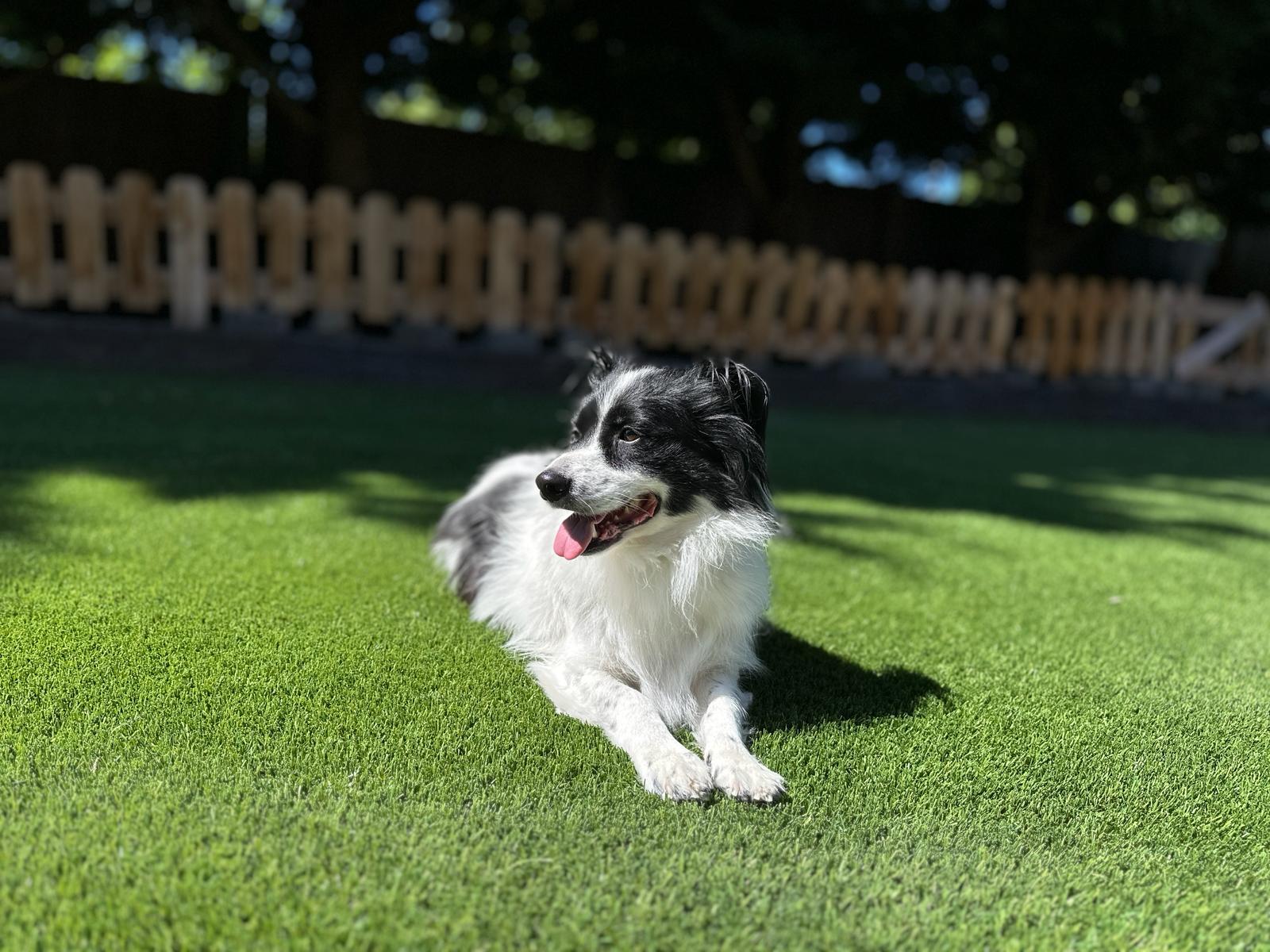 Domino photo 4
