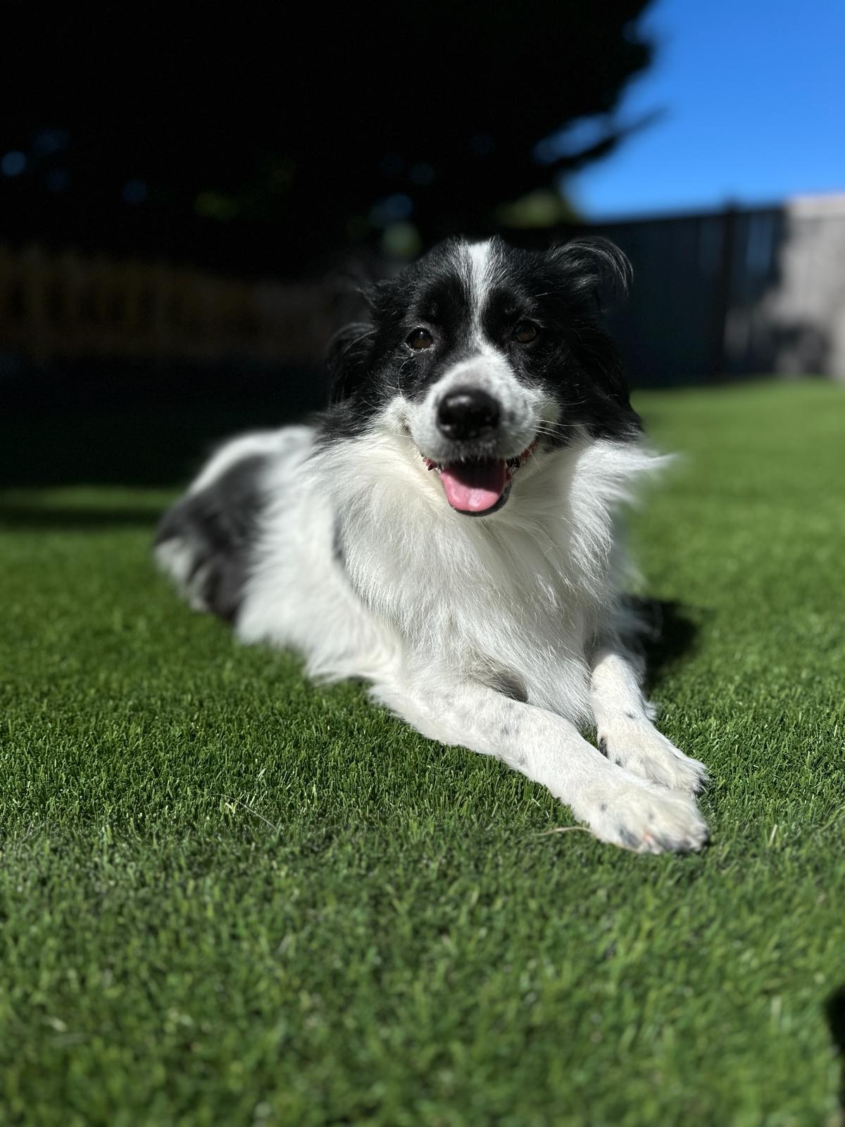 Enlarge Domino, a Adopted mixed breed in Puyallup, WA image 1/6