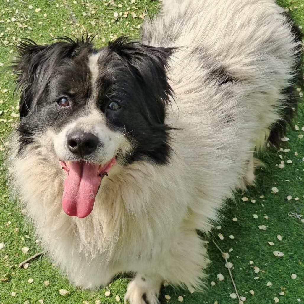 Enlarge Domino, a Adopted mixed breed in Puyallup, WA image 3/6