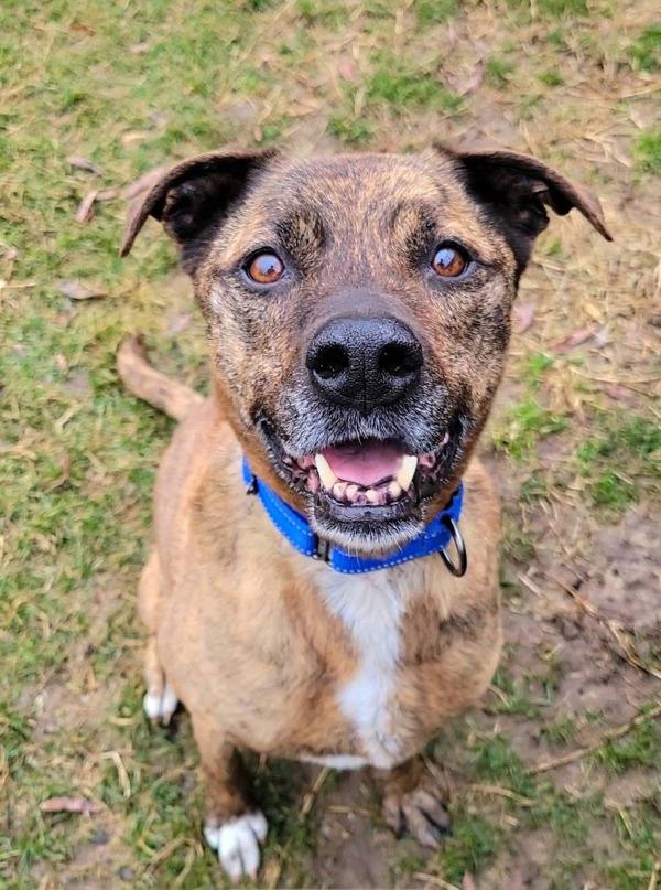 Enlarge Lilo, a Adoptable mixed breed in Millersville, MD image 1/6