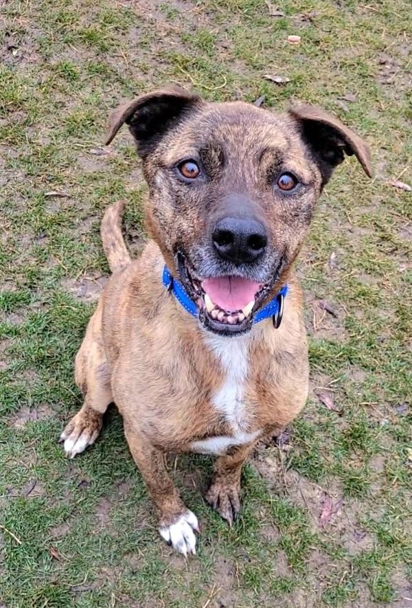 Enlarge Lilo, a Adoptable mixed breed in Millersville, MD image 2/6