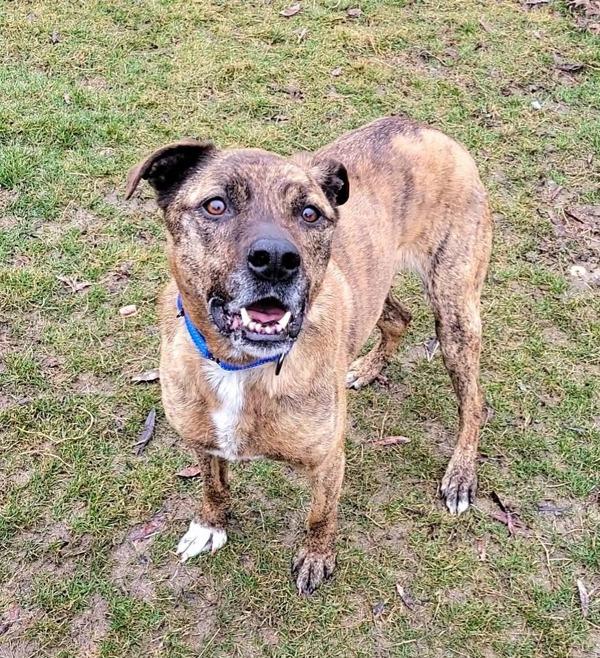 Enlarge Lilo, a Adoptable mixed breed in Millersville, MD image 3/6