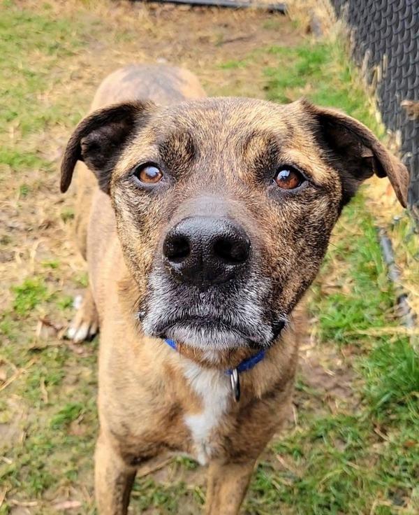 Enlarge Lilo, a Adoptable mixed breed in Millersville, MD image 5/6