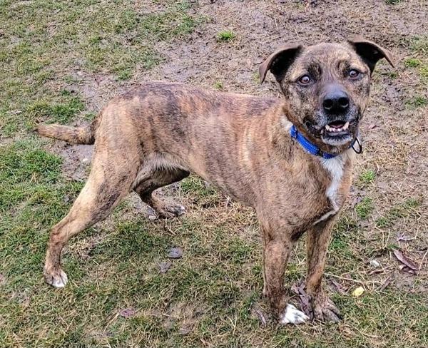 Enlarge Lilo, a Adoptable mixed breed in Millersville, MD image 6/6