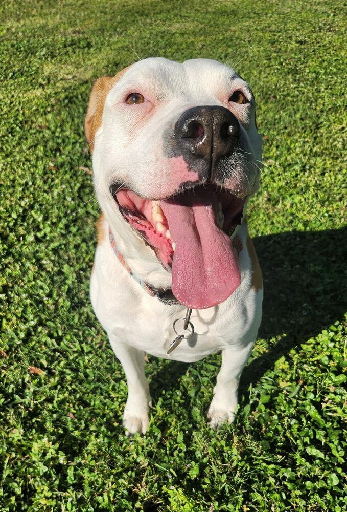 Enlarge Farmer, a Adoptable mixed breed in Lakeland, FL image 1/6